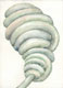 "Knäuelkolben", 17 x 12 cm Aquarell auf Papier, 2012