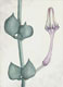 "Leuchterbaum", 17 x 12 cm, Aquarell auf Papier, 2012
