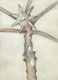"Morgenstern", 17 x 12 cm, Aquarell auf Papier, 2012