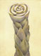 "Palmspargel", 17 x 12 cm, Aquarell auf Papier, 2012