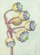 "Zitronenbeere", 17 x 12 cm, Aquarell auf Papier, 2012