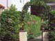 "bepflanzte Hecke", Hainbuchenhecke und Sommerstauden, Gustav-Pauli-Platz, Bremen, 1997 (Foto: J. Fliegner)